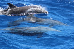 Image of bottle-nosed dophin, common bottle-nosed dolphin