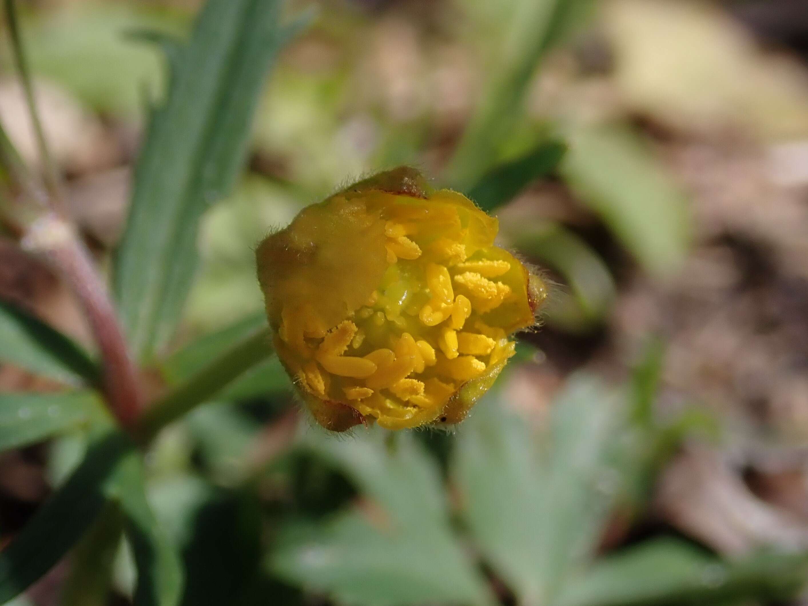 Image of Goldilocks Buttercup