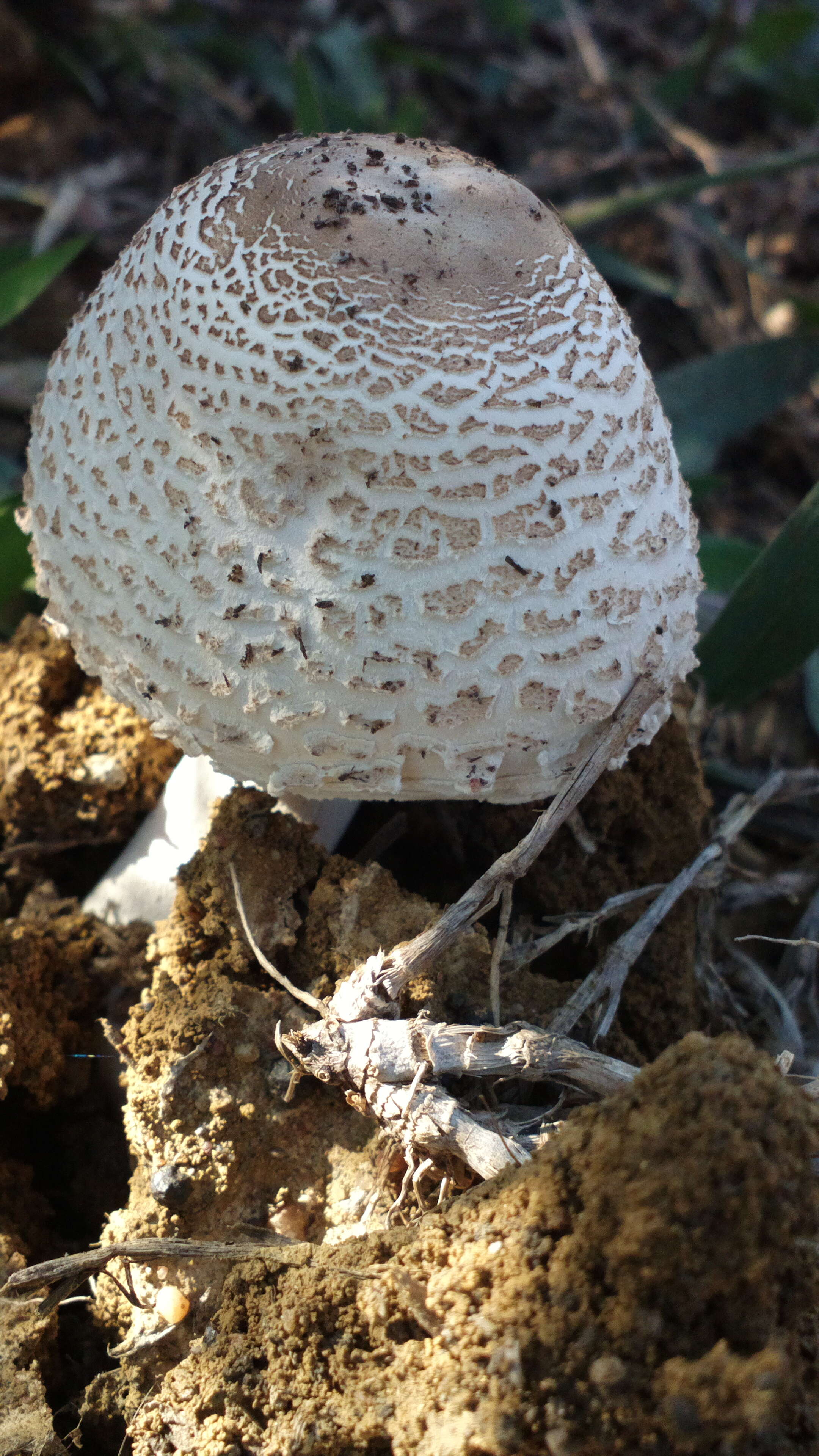 Слика од Macrolepiota zeyheri Heinem. 1962