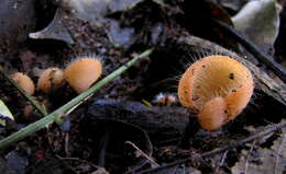 Image of Cookeina tricholoma (Mont.) Kuntze 1891