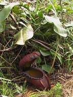 Image of Giant Malaysian Pitcher Plant