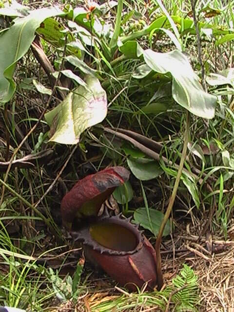 Image of Giant Malaysian Pitcher Plant