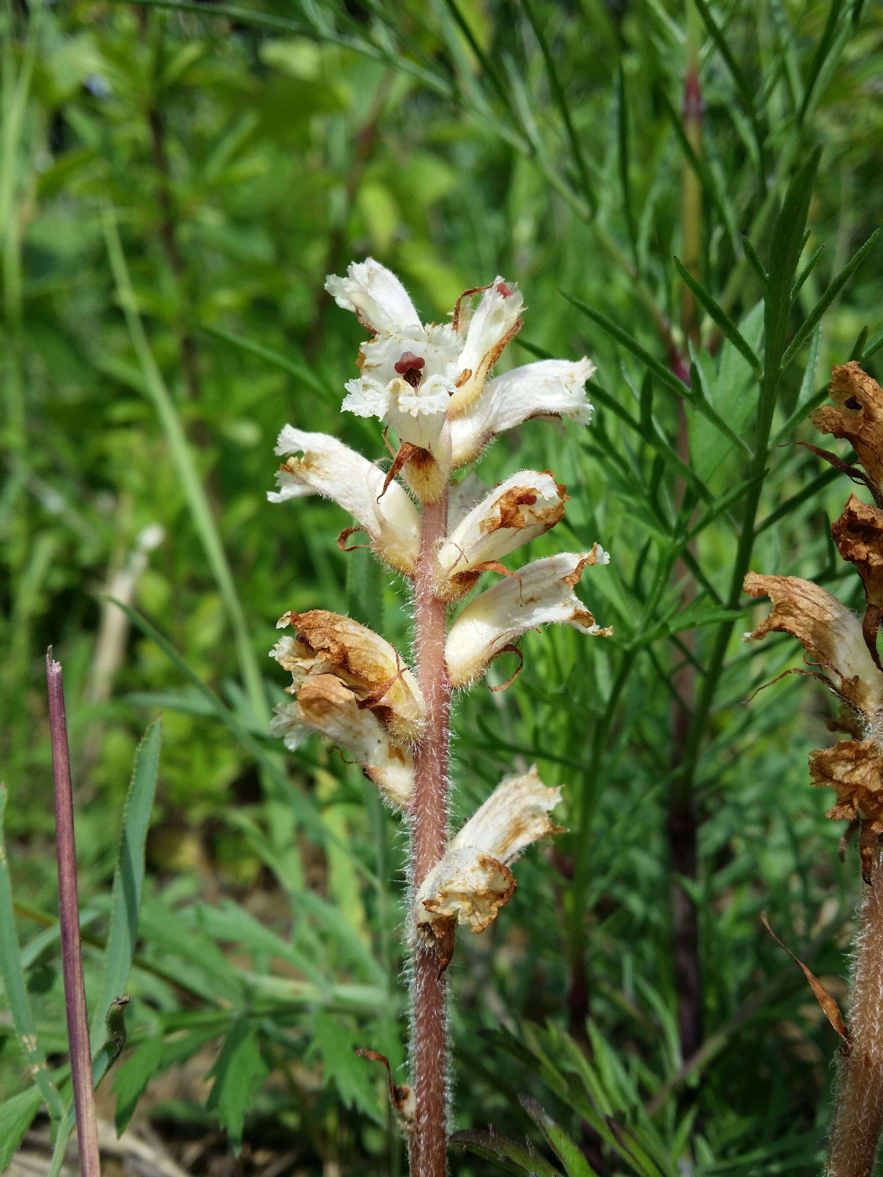 Image of oxtongue broomrape