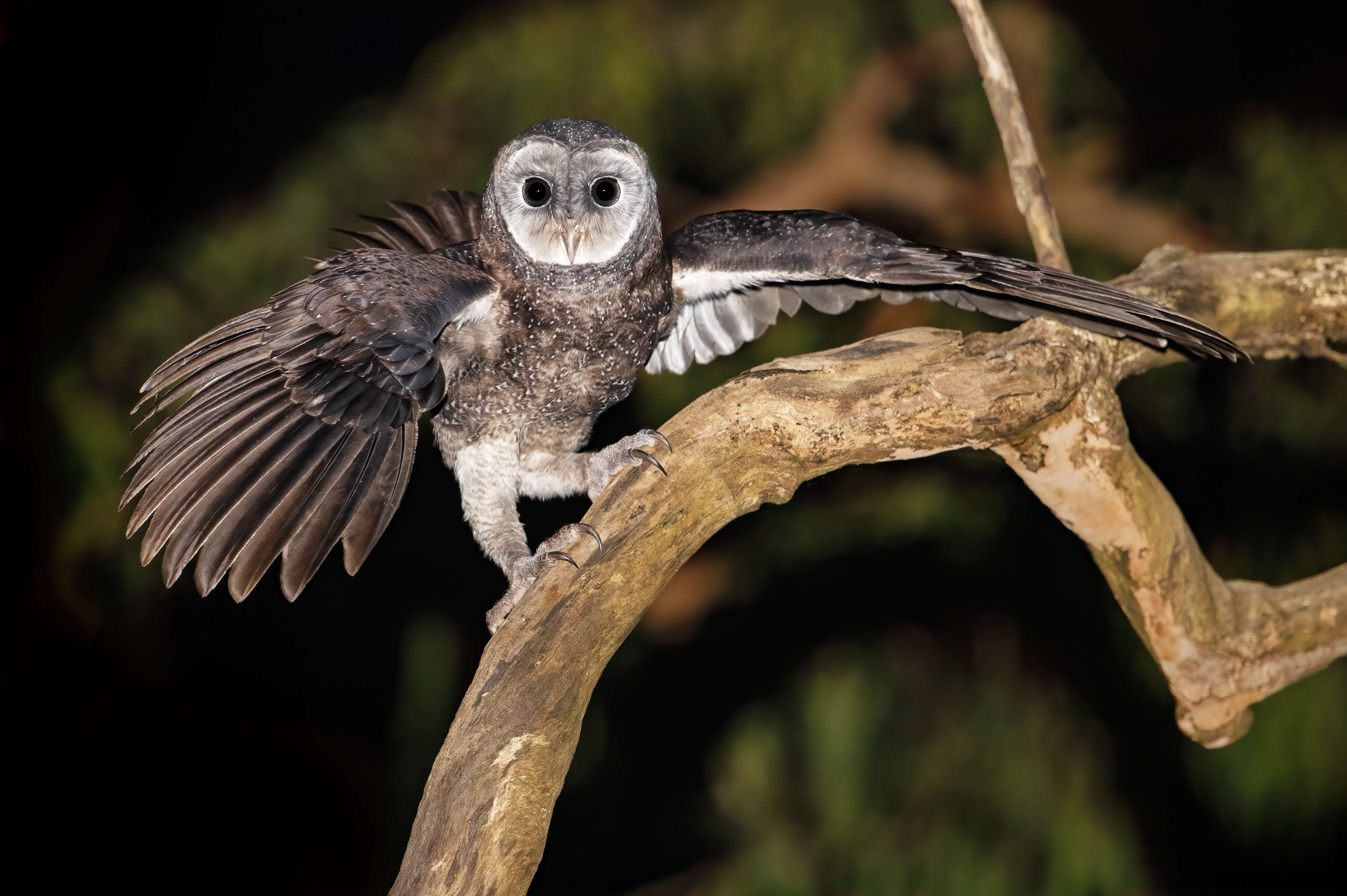 Image of Greater Sooty Owl