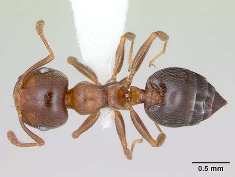 Image of Crematogaster pinicola