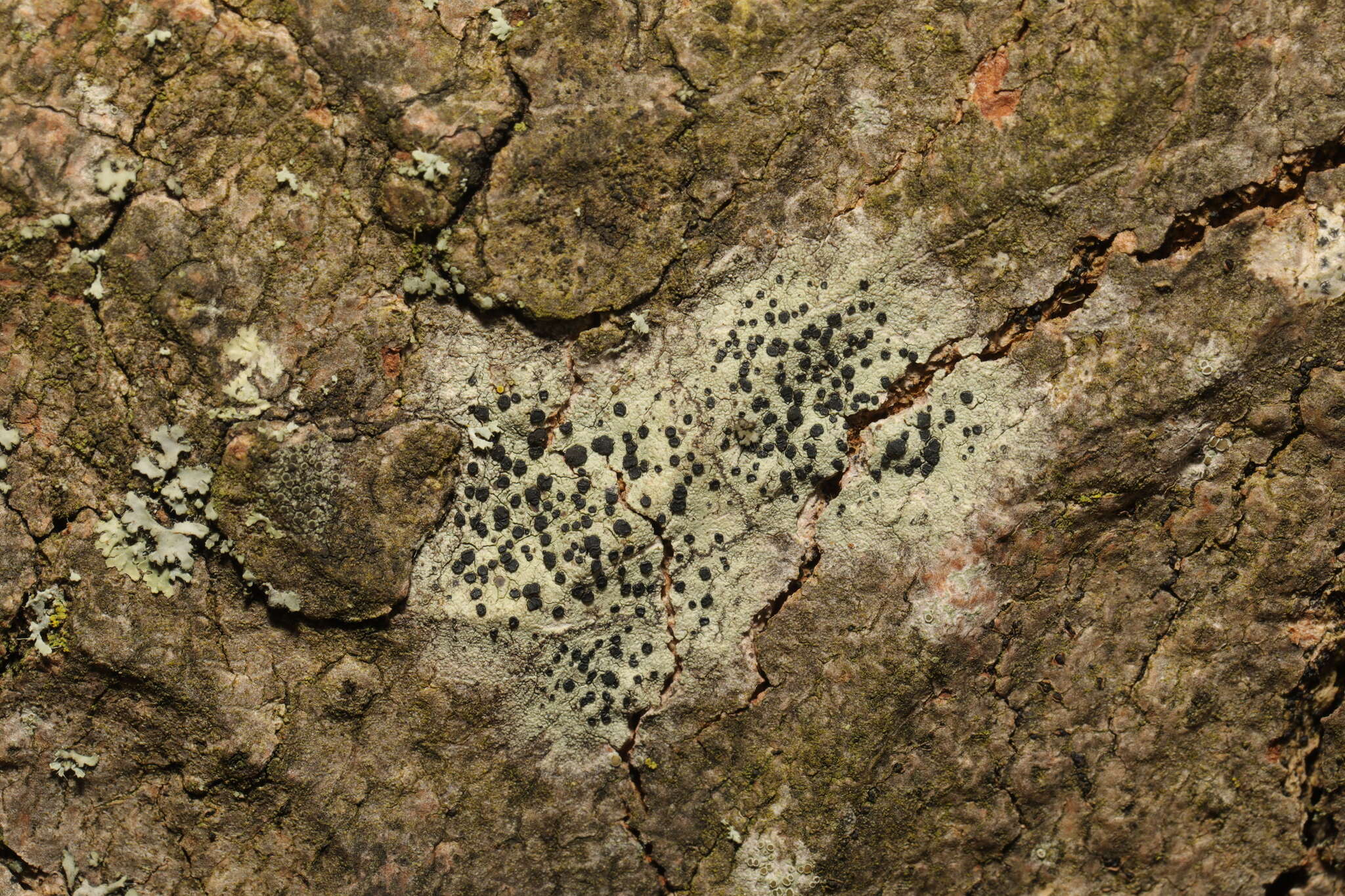Image of lecidella lichen