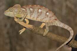 Image of Malagasy Giant Chameleon