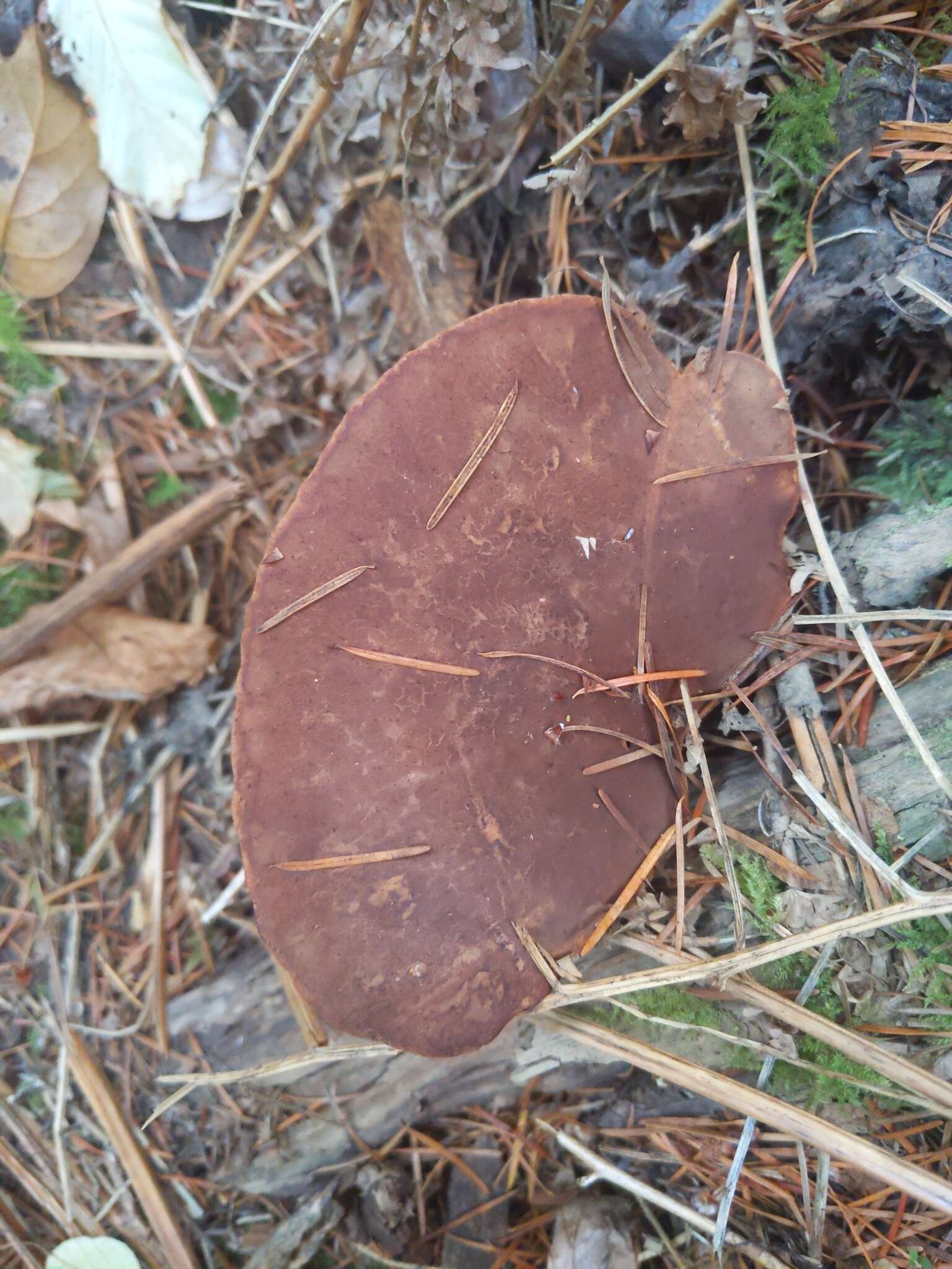 صورة Tapinella atrotomentosa (Batsch) Šutara 1992