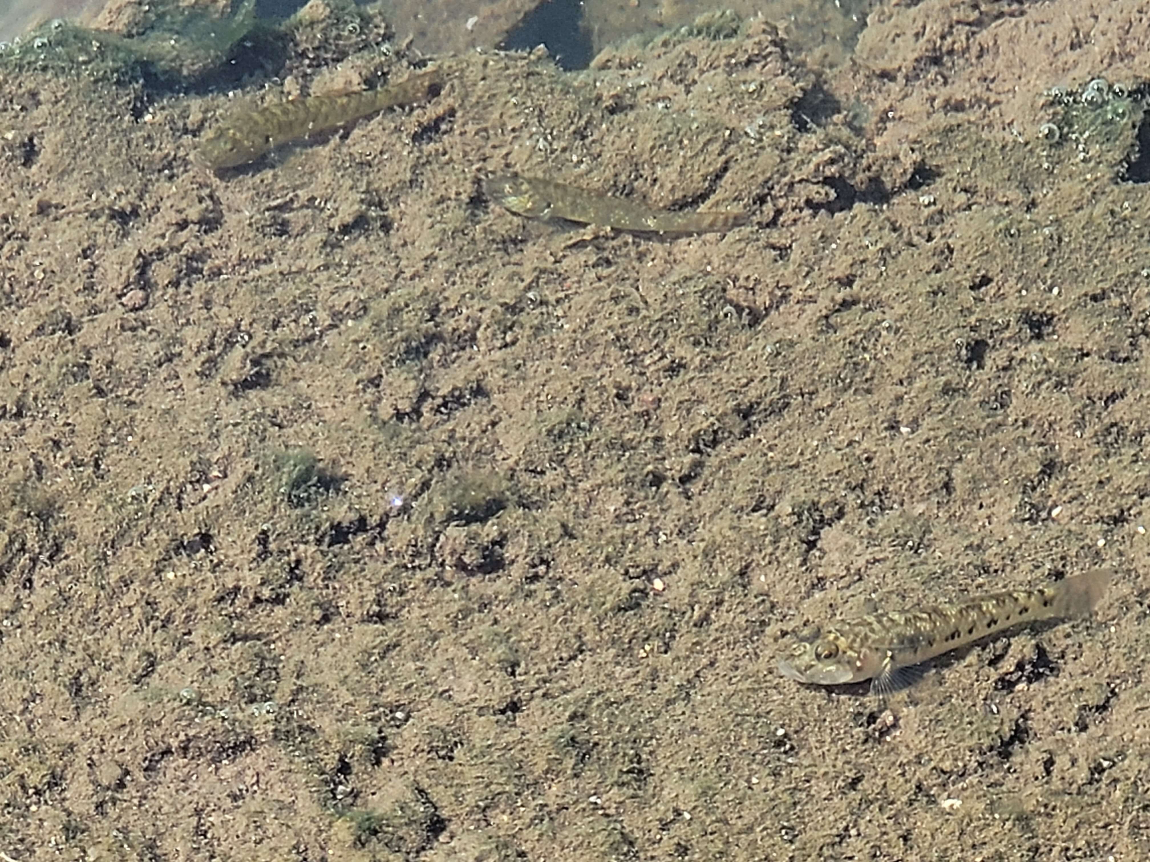 Image of Rhinogobius