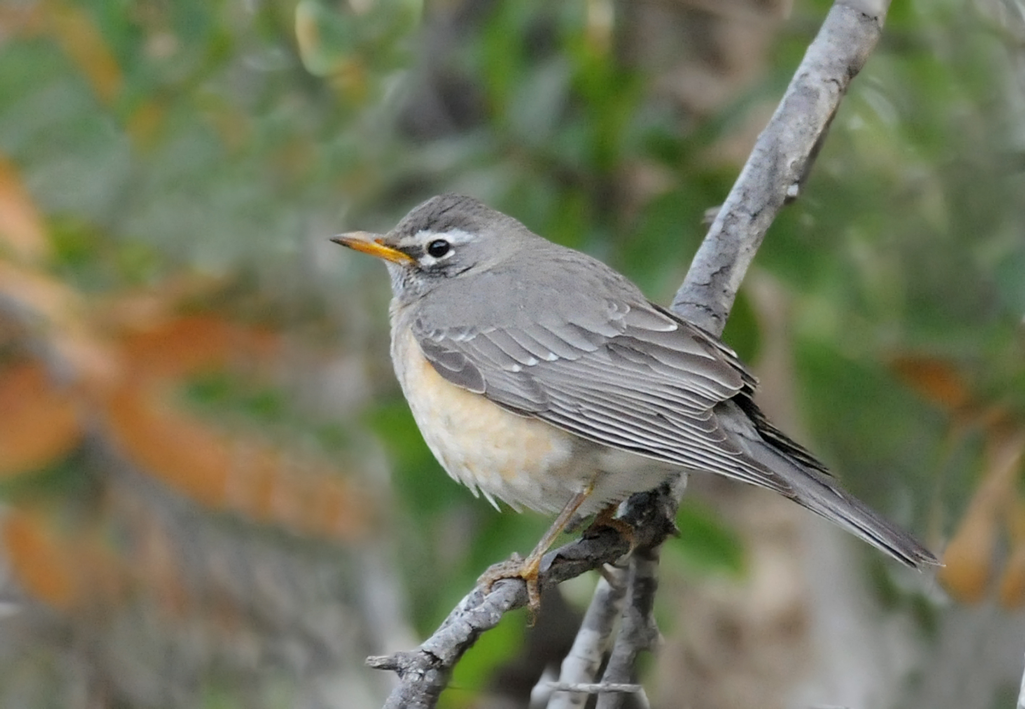 Turdus Migratorius Confinis Baird Amp Sf 1864 Encyclopedia Of Life