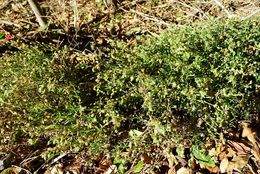 Image of <i>Spergularia marina</i>