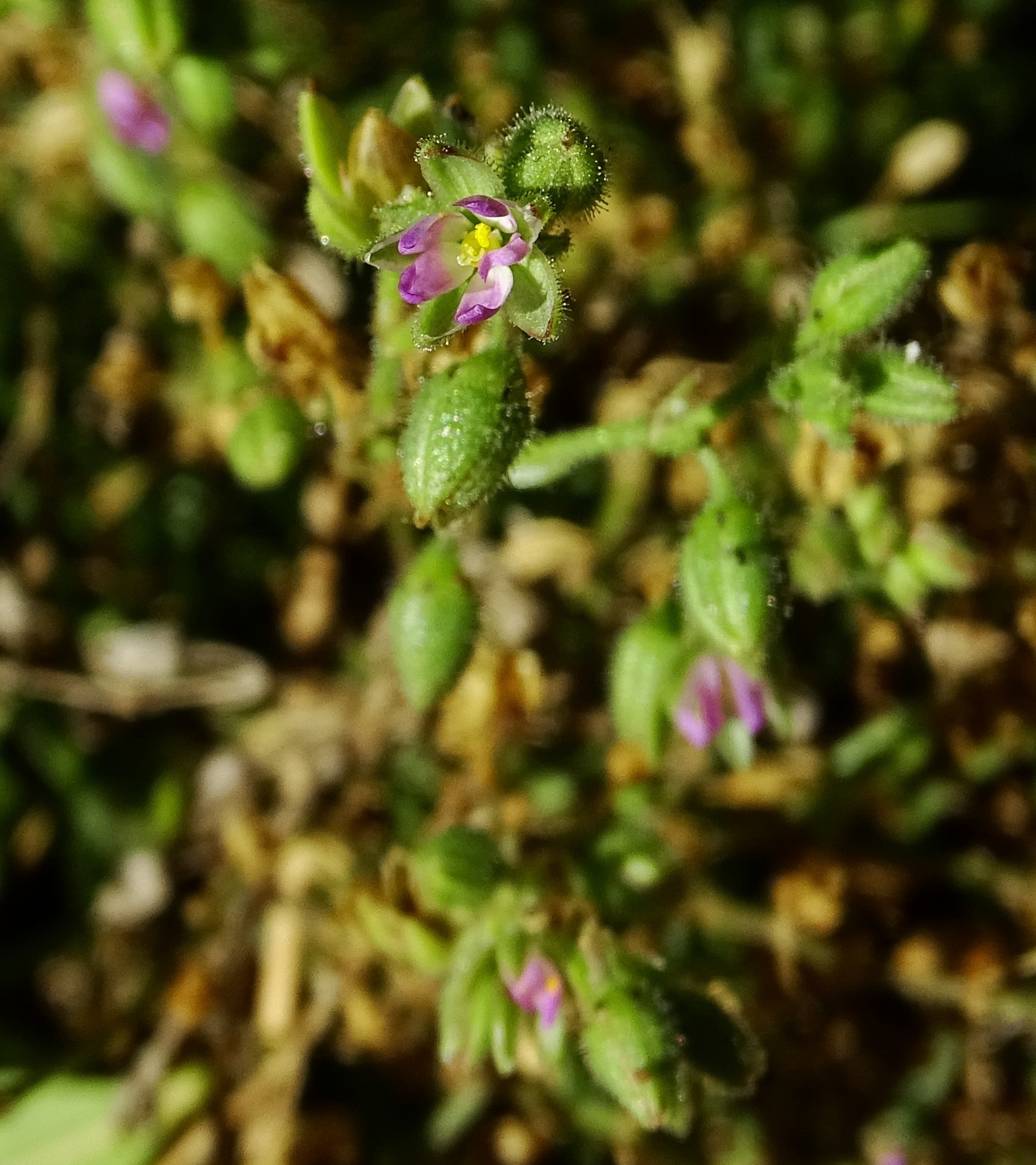 Image of <i>Spergularia marina</i>