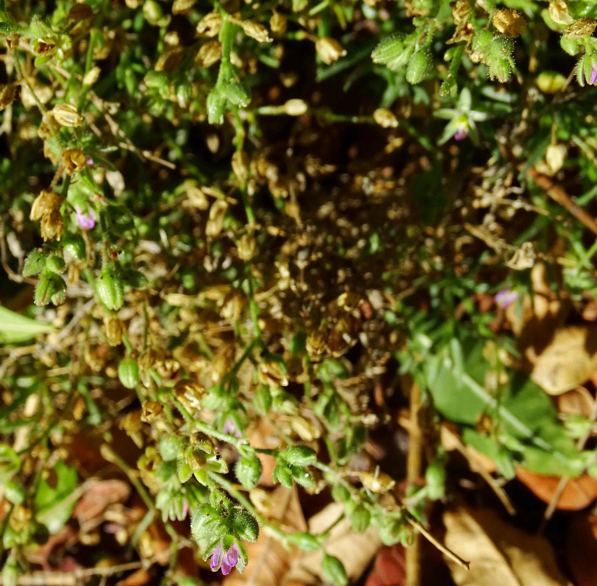 Image of <i>Spergularia marina</i>