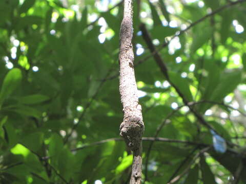 Image of Henkel’s flat-tailed gecko