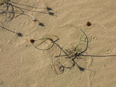 Image de Cyperus capitatus Vand.