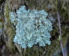 Image of Common greenshield lichen