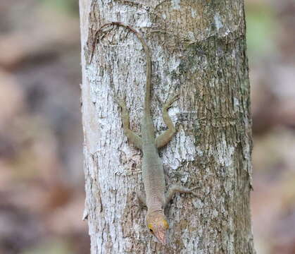 Image of Leopard Anole