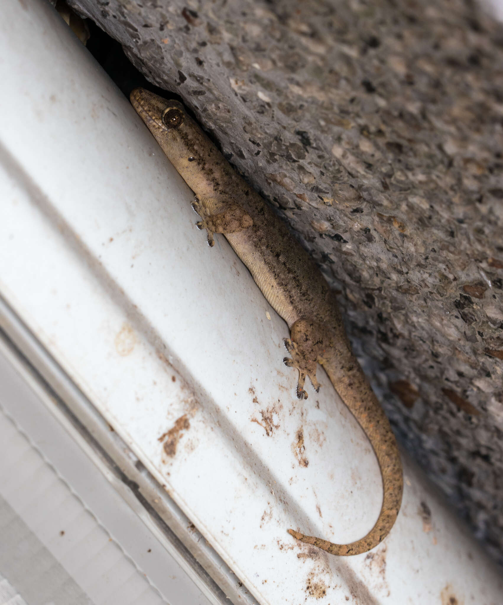 Hemidactylus bowringii (Gray 1845) resmi