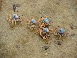 Image of Light-blue Soldier Crab