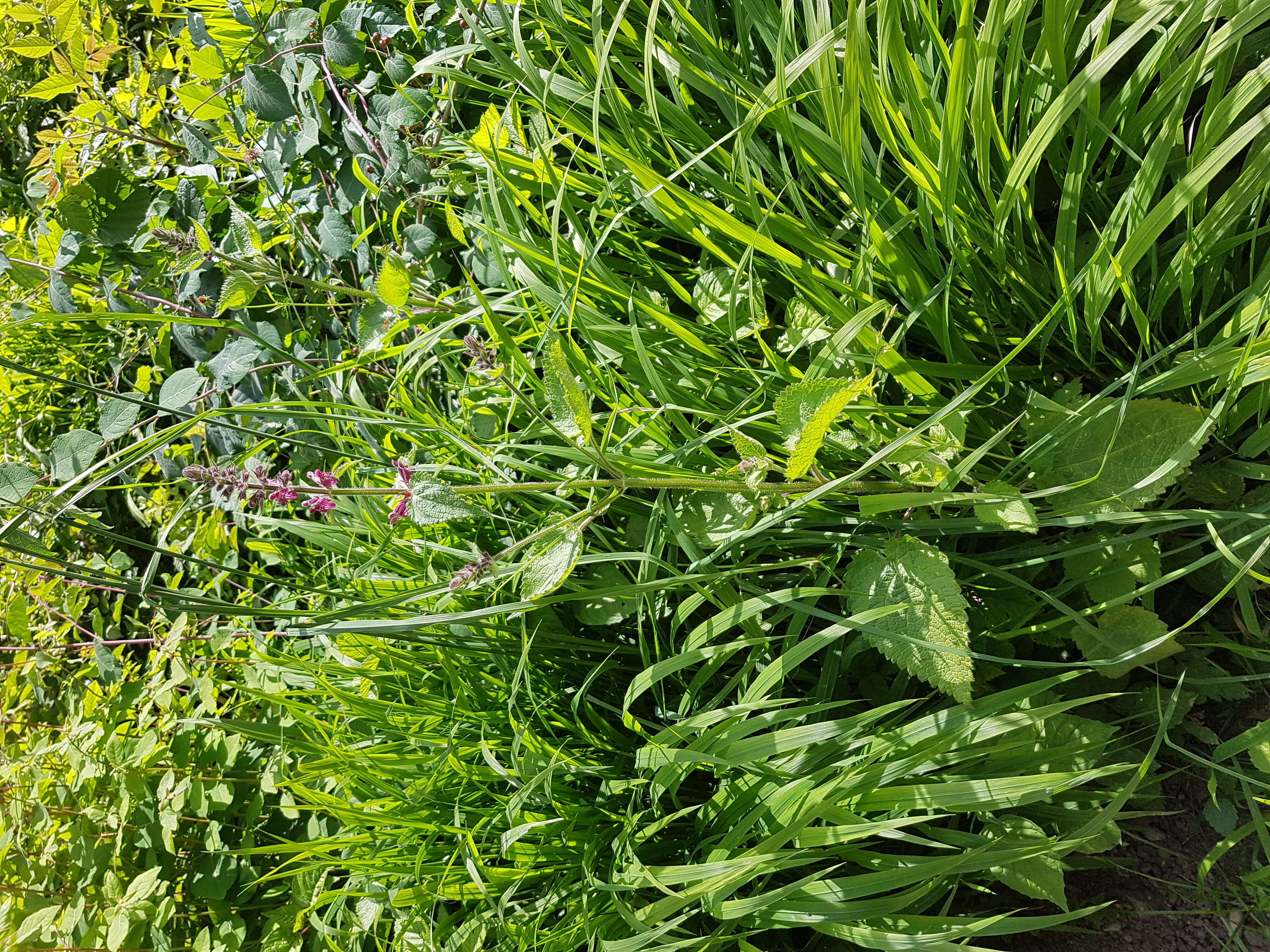 Image of hedge nettle