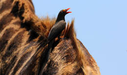 Image of Red-billed Oxpecker