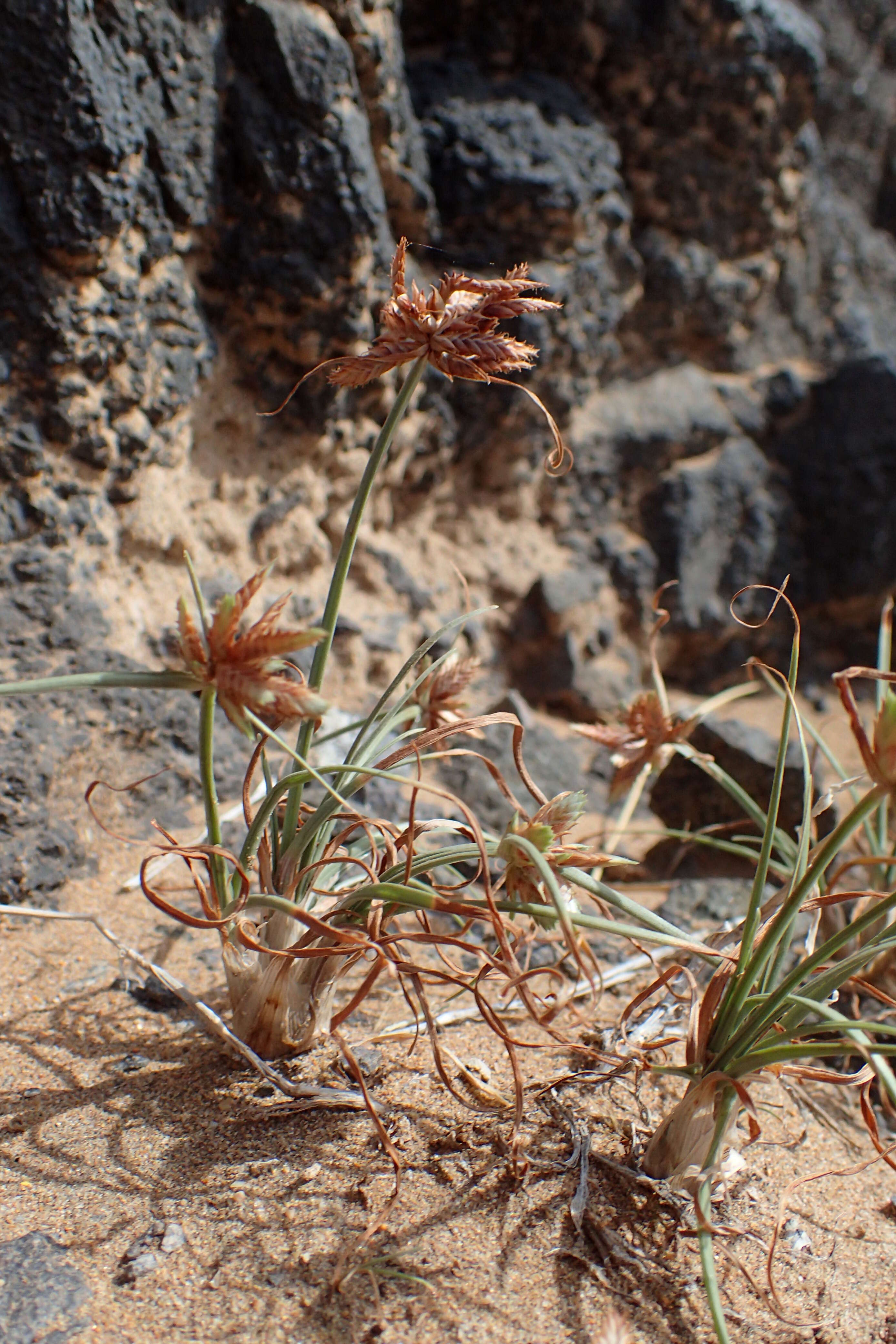 Image of Cyperus rubicundus Vahl