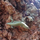 Image of Jackson’s Forest Lizard
