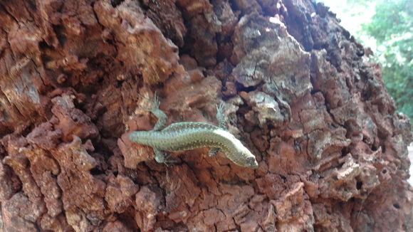 Image of Jackson’s Forest Lizard