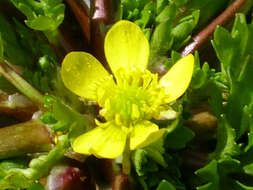 Image of threelobe buttercup