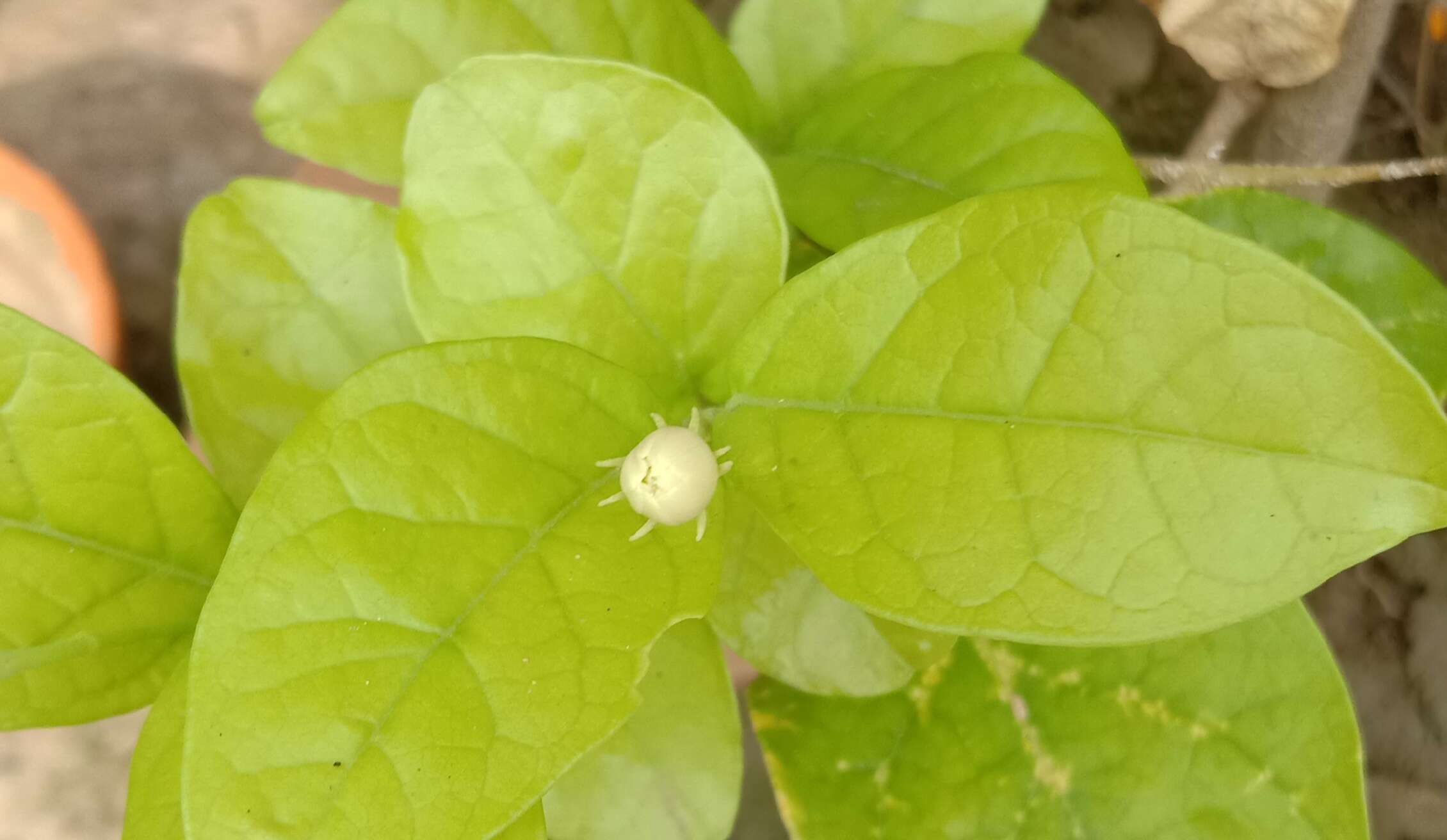 Image of Arabian jasmine