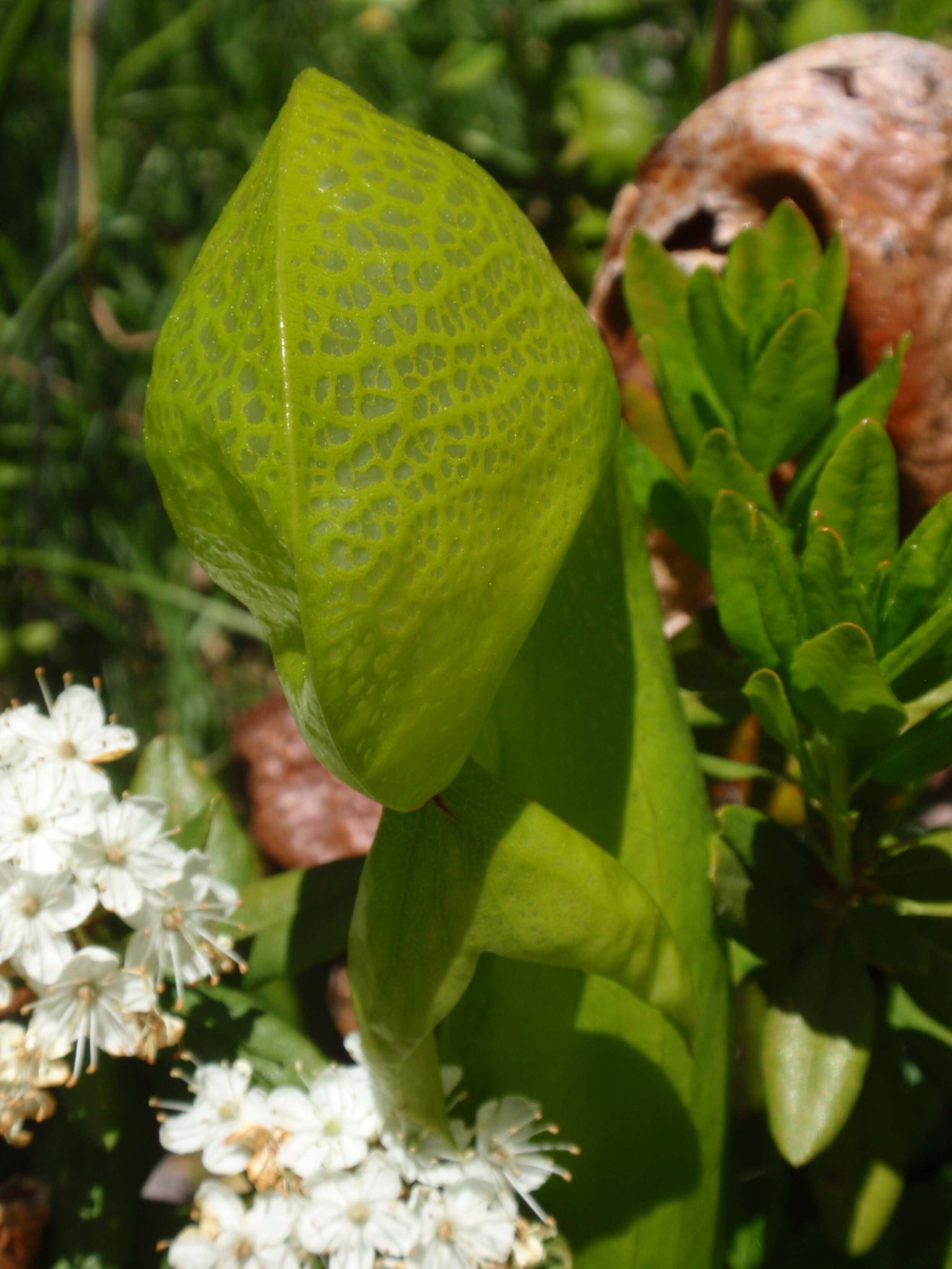 Image of California pitcherplant