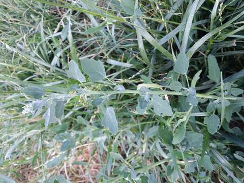 Plancia ëd Chenopodium opulifolium Schrader