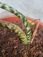 Image of Alocasia zebrina Schott ex Van Houtte