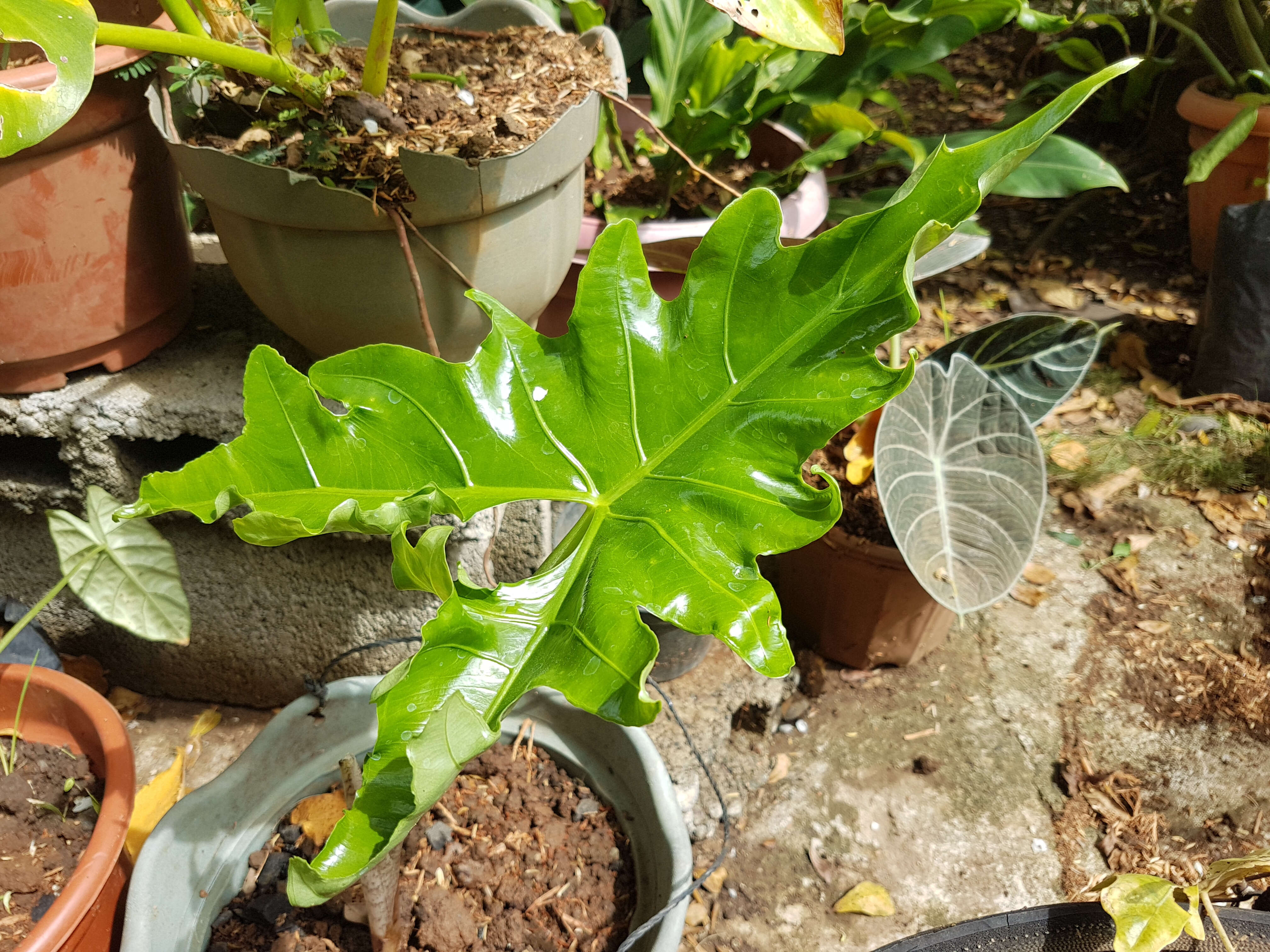 Sivun Alocasia nycteris Medecilo, G. C. Yao & Madulid kuva