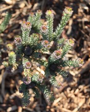 Image of Cape Flats Conebush