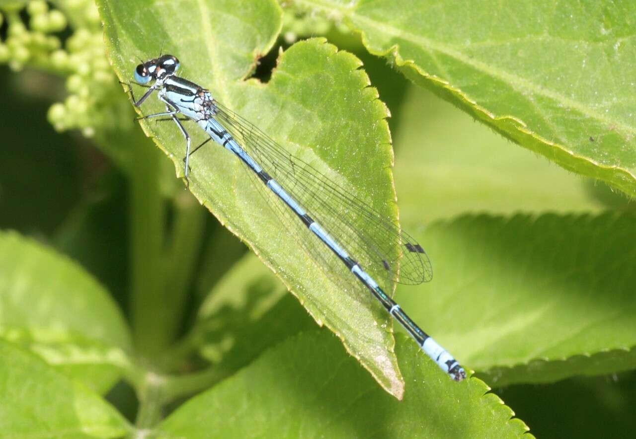 Image of Azure Bluet