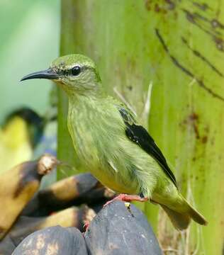 Image of Honeycreeper