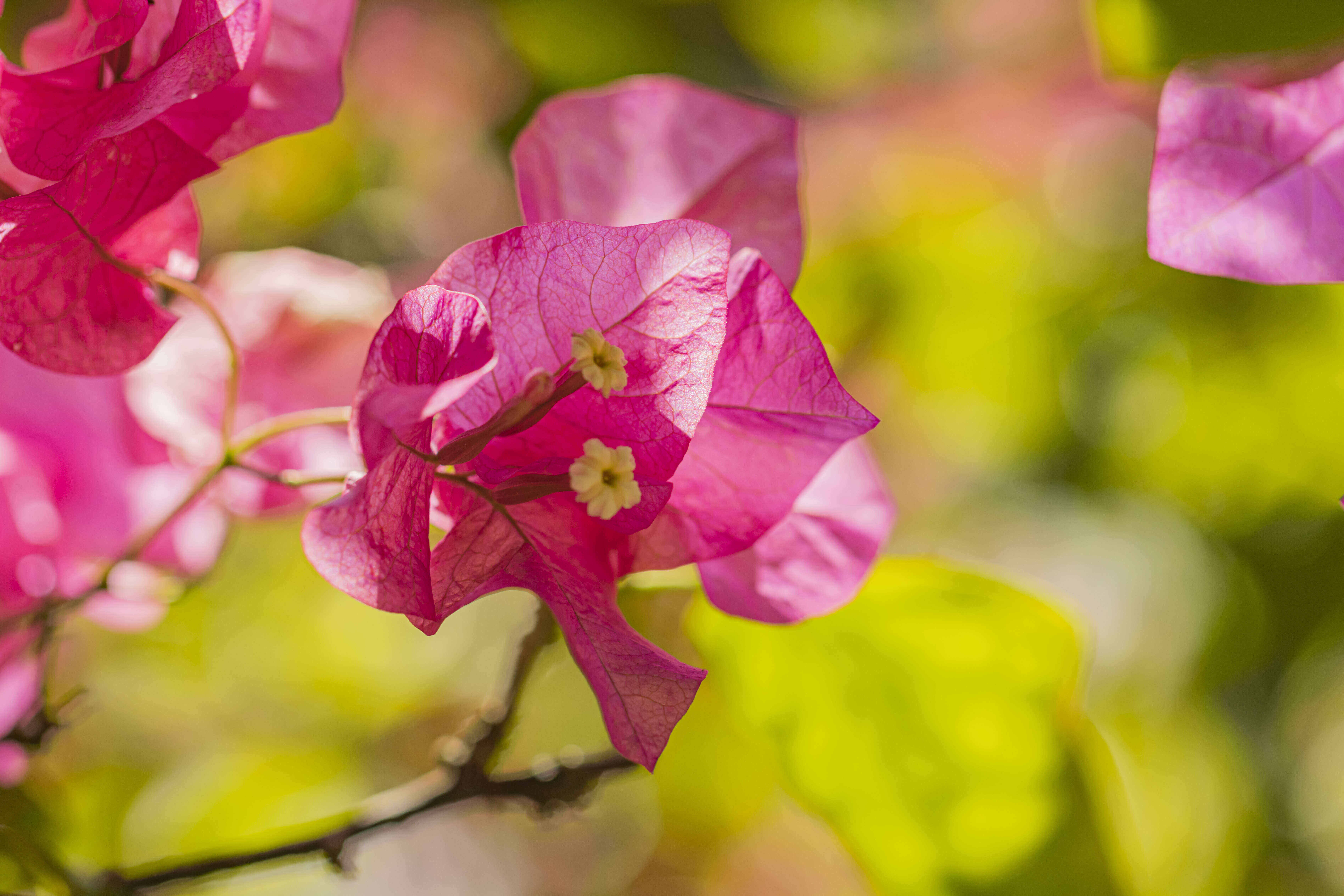 Слика од Bougainvillea