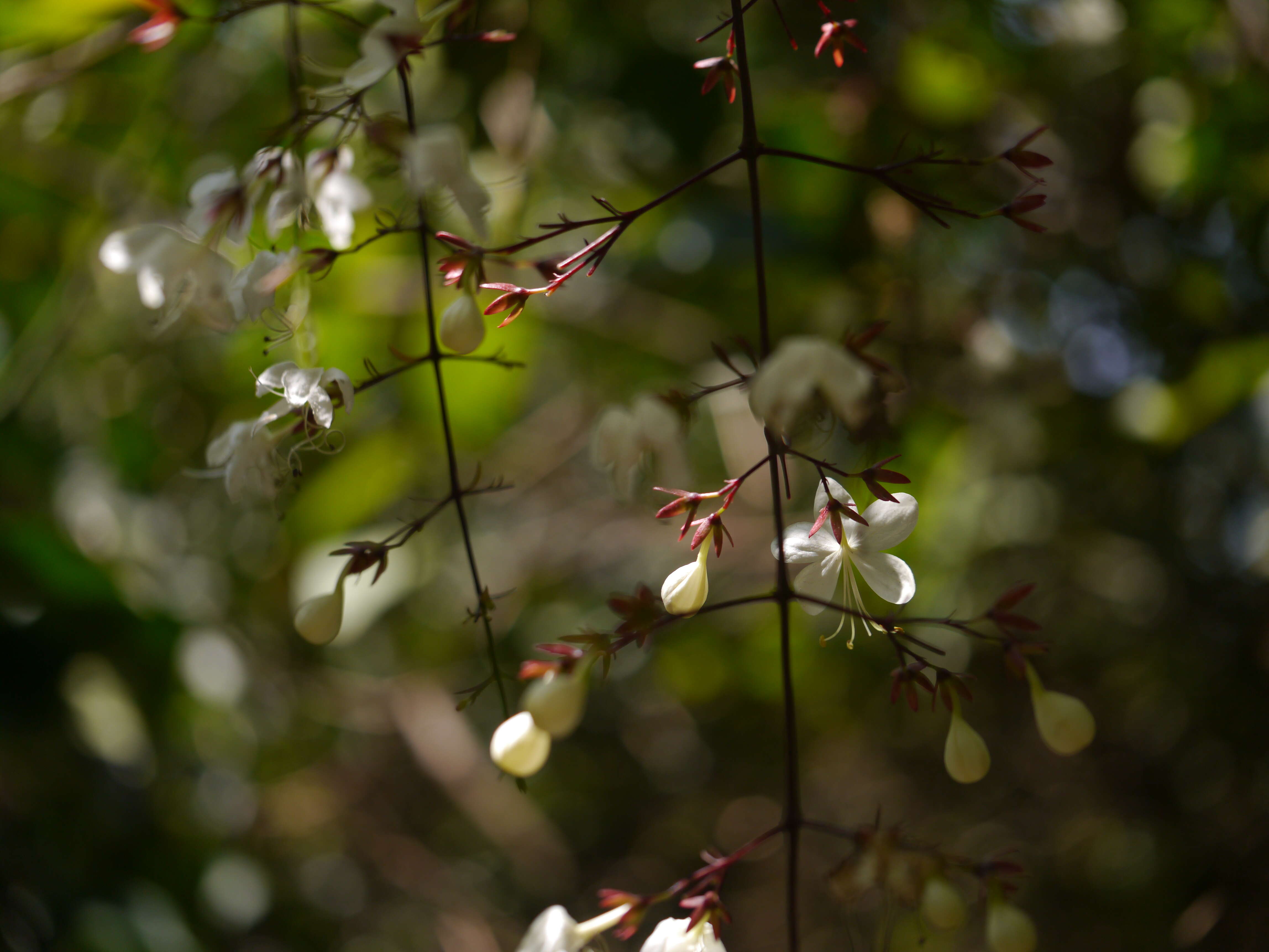 Image of Clerodendrum schmidtii C. B. Clarke