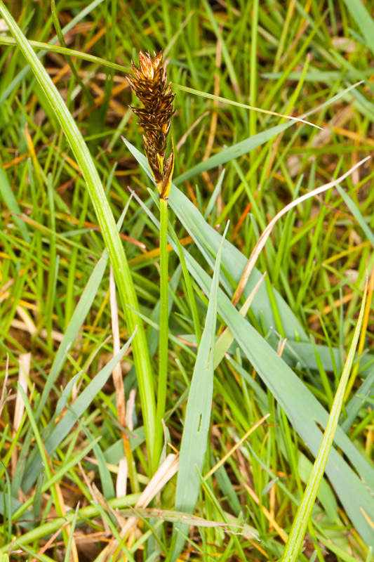 Image of <i>Carex disticha</i>
