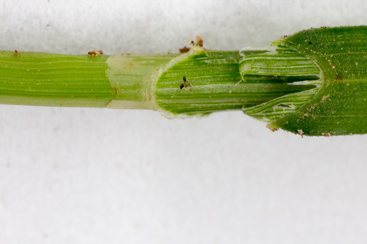 Image of <i>Carex brizoides</i>
