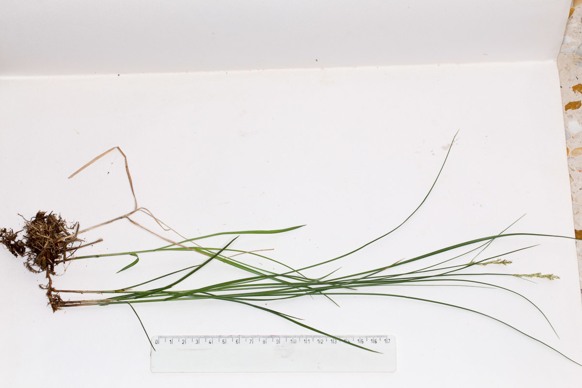 Image of <i>Carex brizoides</i>