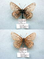 Image of Euphydryas intermedia