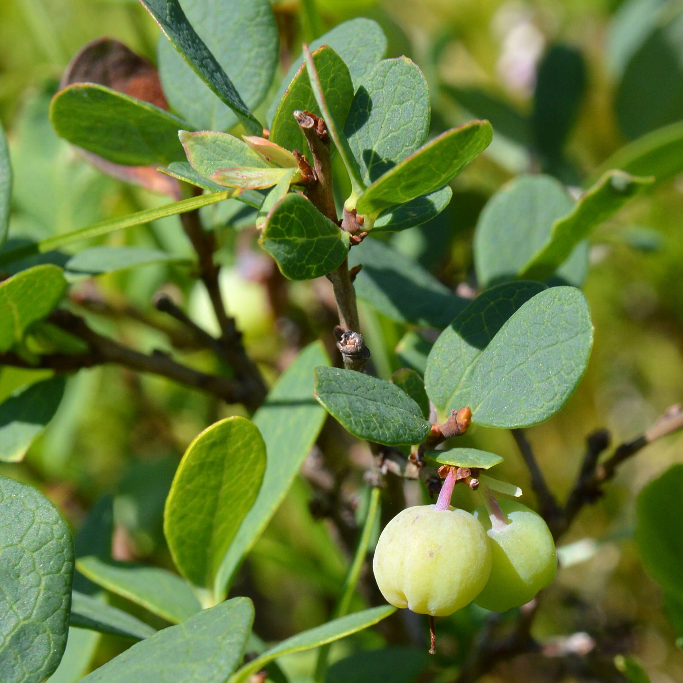 Image of alpine bilberry