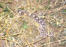 Image of Horned Adder