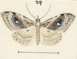 Image of Gadira acerella Walker 1866