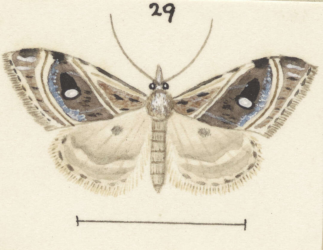 Image of Gadira acerella Walker 1866