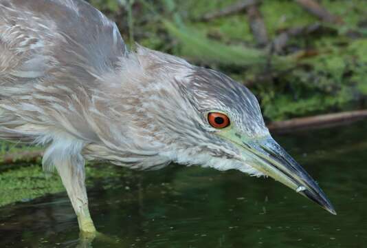 Image of Night Herons