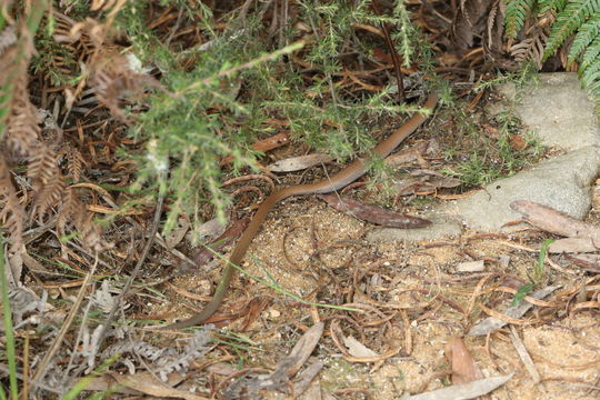 18.https www inaturalist org photos 2784310.580x360