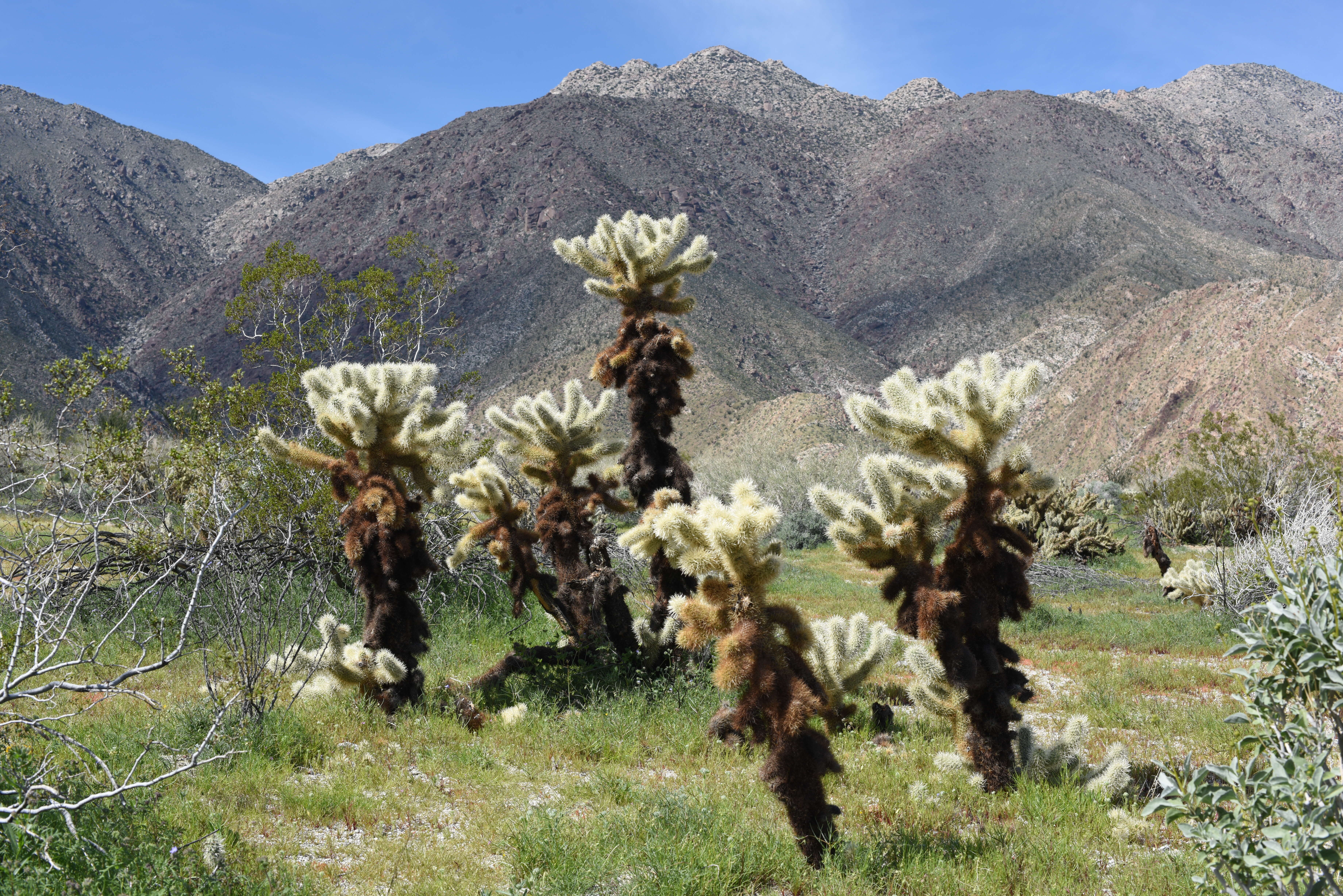 Image de Cylindropuntia bigelovii (Engelm.) F. M. Knuth